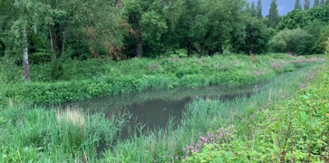 <h3><strong>Wetlands</strong></h3>