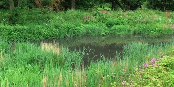 Alt Catchment NFM