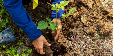 <h3><strong>Woodland Planting</strong></h3>