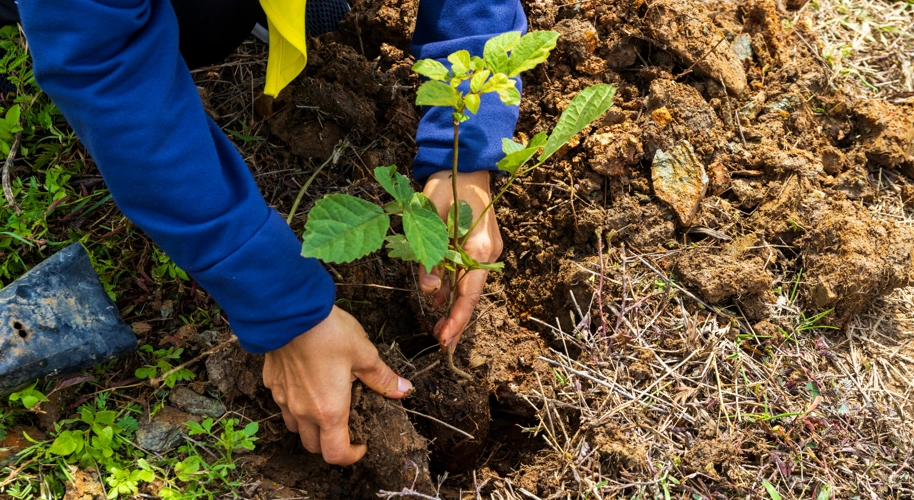 Tree Planting