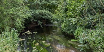 Macrophytes